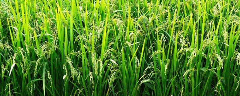 内香优1025水稻品种简介，该品种基部叶鞘绿色