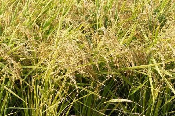 川康优2275水稻种简介，该品种基部叶鞘绿色