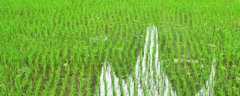 野香优丰占水稻种子简介，该品种基部叶鞘绿色