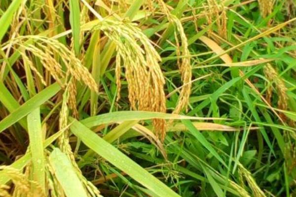 蓉6优2115水稻种子简介，该品种基部叶鞘中等紫色