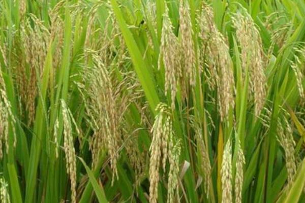 宜优2918水稻种子特点，该品种基部叶鞘绿色