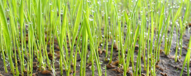 川康优1245水稻种子特征特性，综合防治病虫害