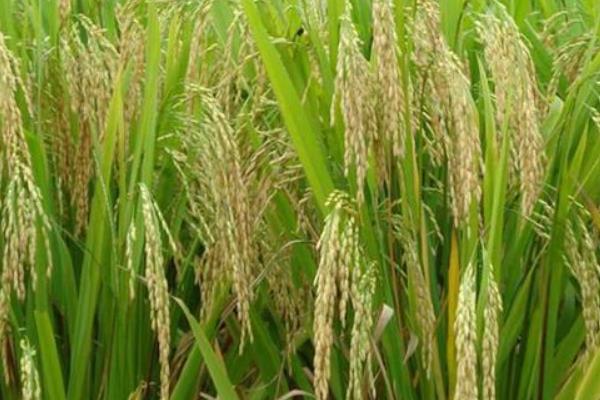 宜优2918水稻种子特点，该品种基部叶鞘绿色