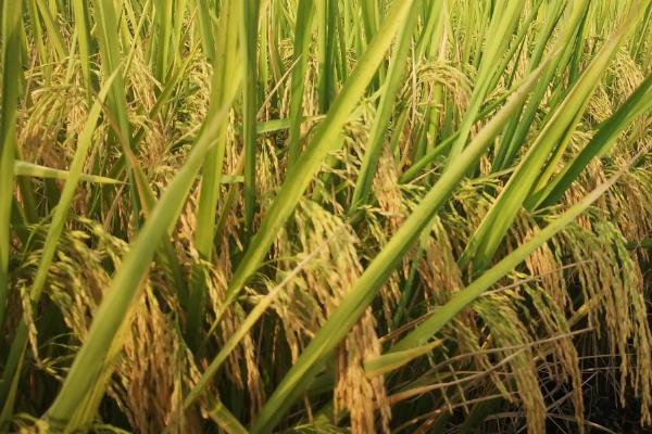 内7优573水稻品种的特性，该品种基部叶鞘中等紫色