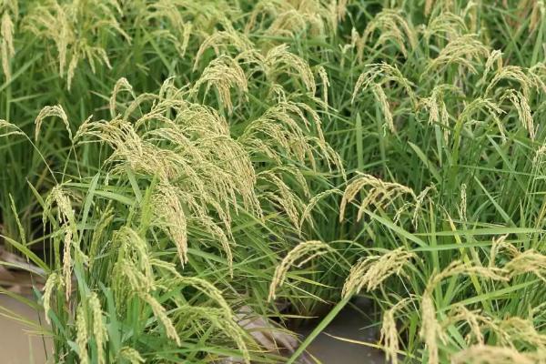 泰两优1332水稻品种的特性，综合防治病虫害