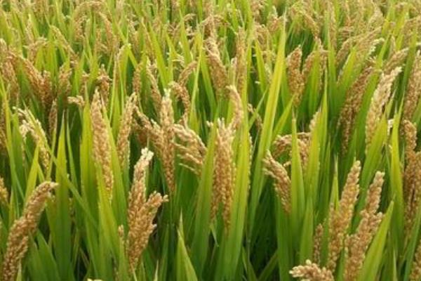 千乡优189水稻品种简介，综合防治病虫害