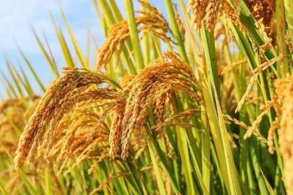 雅5优2275水稻种子简介，综合防治病虫害