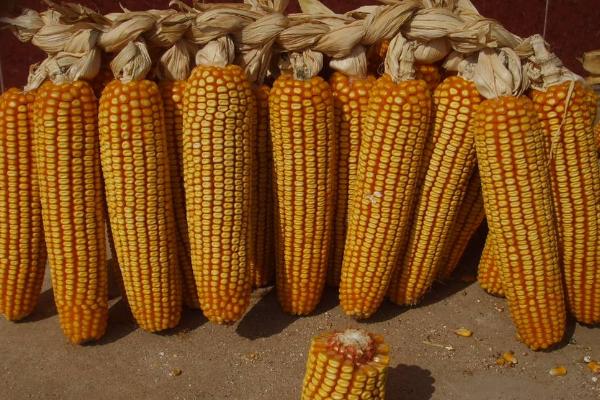 金禾905玉米种子特点，结合每亩施尿素15千克