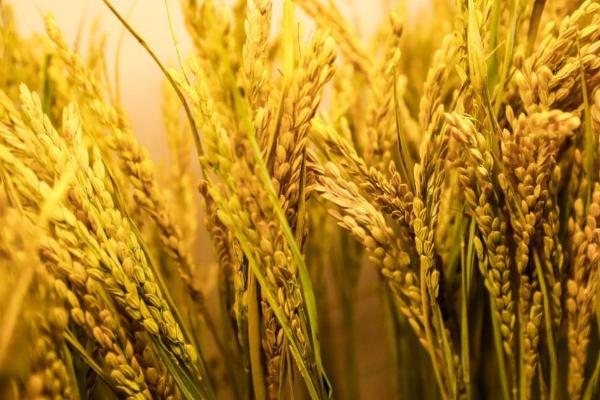 千乡优635水稻品种简介，综合防治病虫害