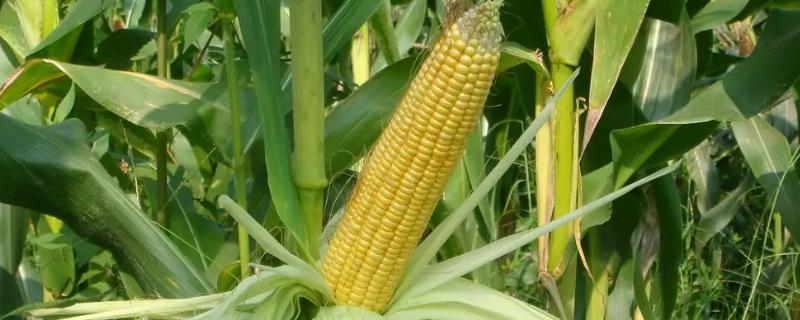 金禾905玉米种子特点，结合每亩施尿素15千克