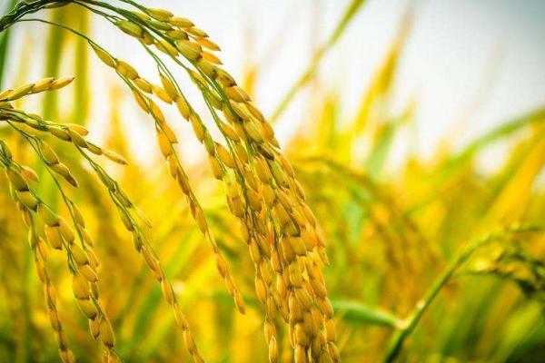 川康优6308水稻种子特征特性，该品种基部叶鞘绿色