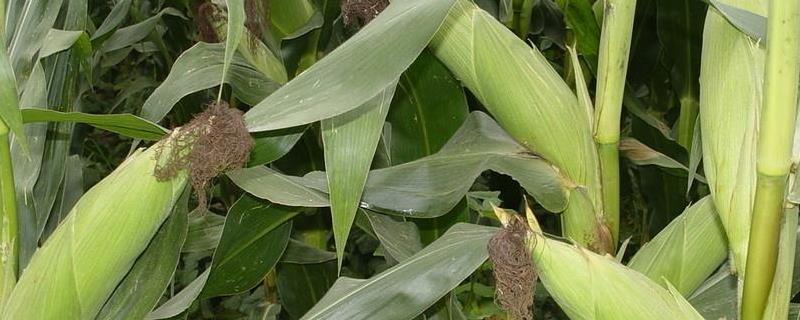 库普拉玉米种简介，注意防治病虫害