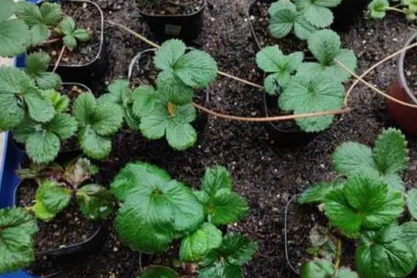 如何判断草莓苗要浇水了，可根据土壤和叶片来判断