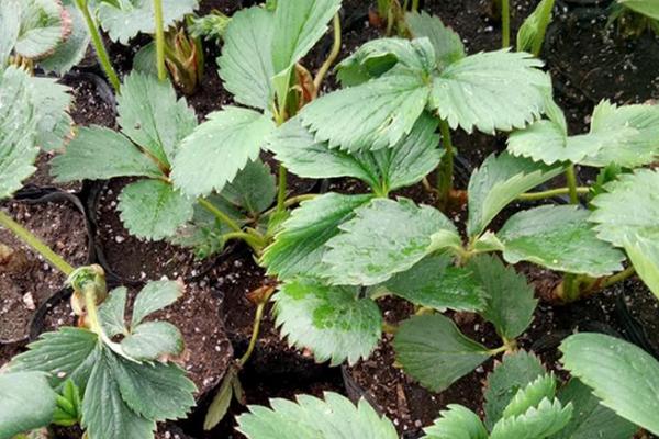 如何判断草莓苗要浇水了，可根据土壤和叶片来判断