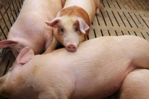猪吐黄水不吃食是什么病，可能是得了猪胃肠炎