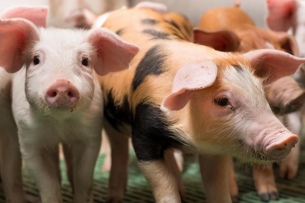 猪吐黄水不吃食是什么病，可能是得了猪胃肠炎