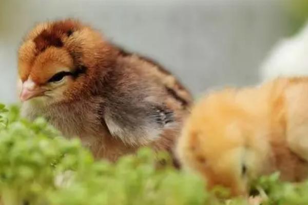 孵化小鸡技术，分自然孵化和人工孵化