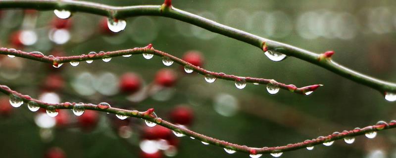 雨水适合种什么农作物，可大棚培育各类蔬菜