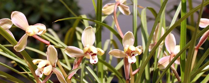 莲瓣兰常见的虫害，常见的有介壳虫、红蜘蛛和蓟马