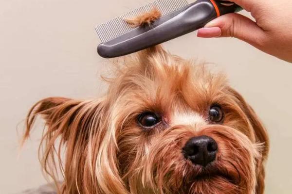 改善狗狗毛发的方法，主要有这四个