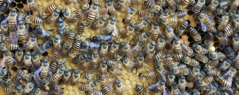 蜂群为何出现急造王台，说明蜂群已经失王