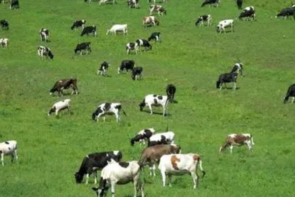 牛羊泌乳期为何禁用驱虫药，原因是不利于幼畜的发育