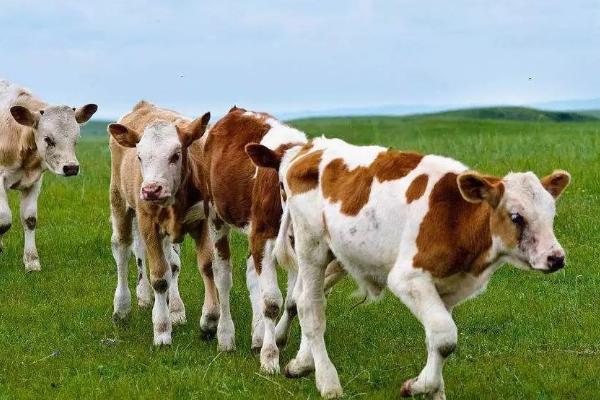 牛羊泌乳期为何禁用驱虫药，原因是不利于幼畜的发育