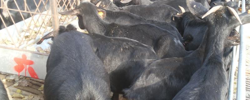 乌骨羊的放牧技术，要根据不同的放牧条件来组织羊群
