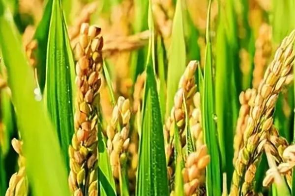 哪种元素对水稻有特殊作用，硅元素具有特殊作用
