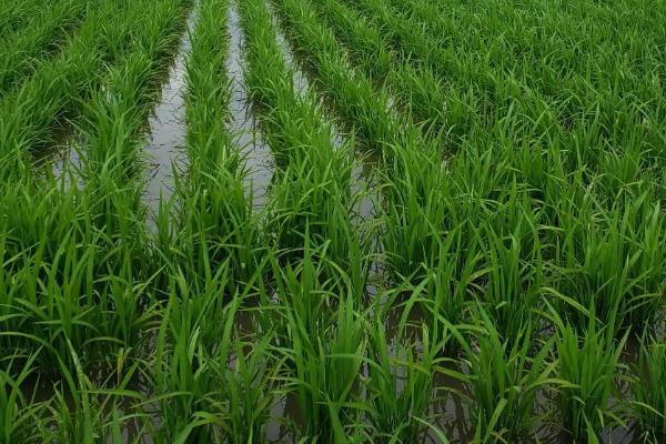 东富138水稻种子特征特性，普通粳稻品种