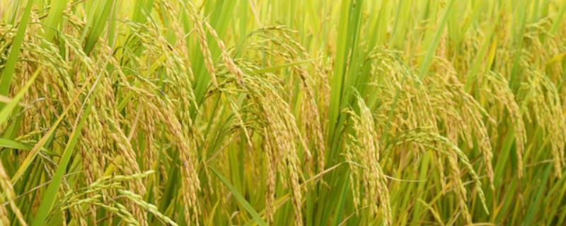 北稻10水稻种子特点，该品种主茎11片叶