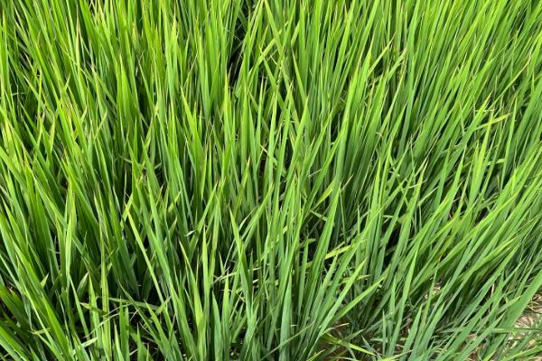 育龙60水稻种简介，该品种主茎11片叶