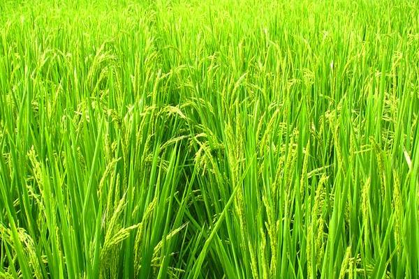 普田1498水稻品种简介，普通粳稻品种