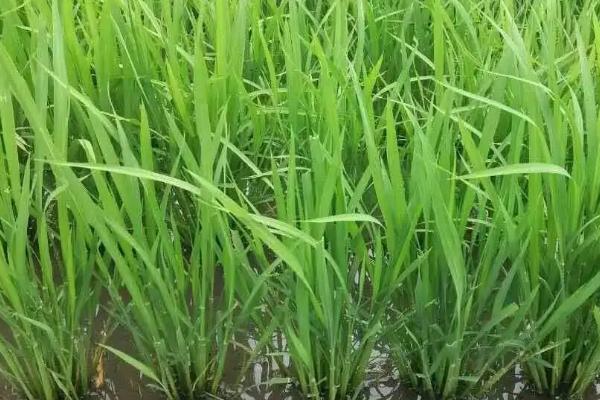 天农7水稻种简介，该品种主茎12片叶