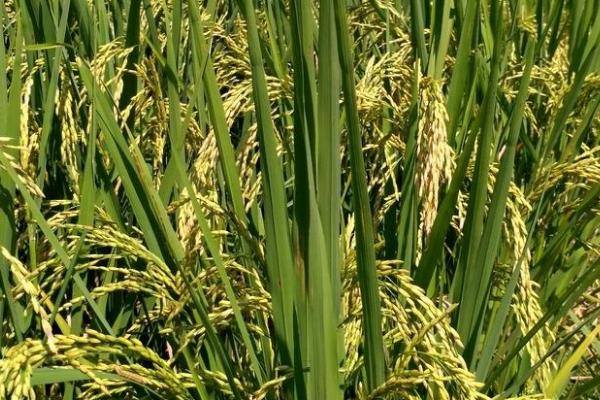 龙粳1775水稻品种的特性，该品种主茎11片叶