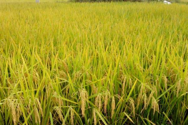 东富132水稻种子特征特性，普通粳稻品种