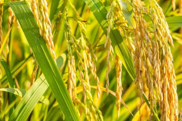 天农7水稻种简介，该品种主茎12片叶