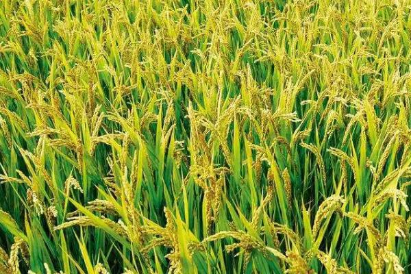 天农5水稻种子介绍，普通粳稻品种