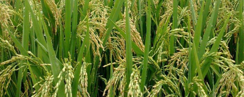 天农5水稻种子介绍，普通粳稻品种