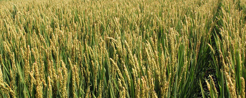 唯农208水稻种子特征特性，普通粳稻品种