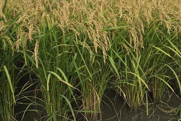东富117水稻品种简介，该品种主茎13片叶