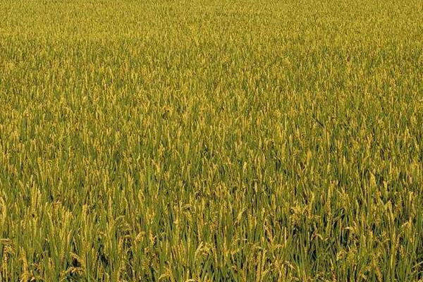 垦稻1867水稻种子特征特性，普通粳稻品种