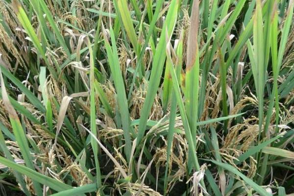 垦稻1819水稻种子特征特性，该品种主茎13片叶