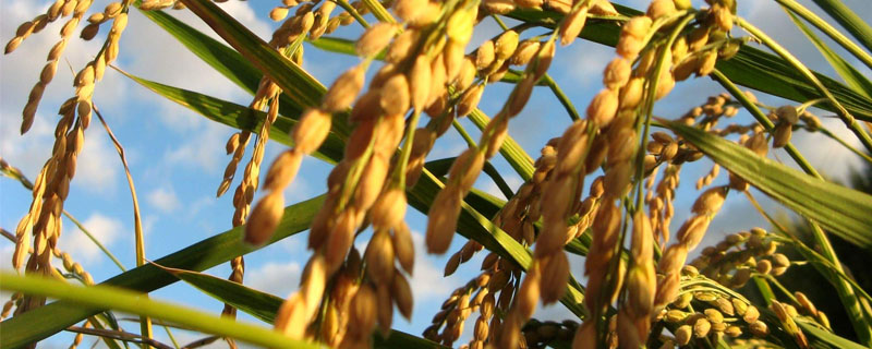 龙稻210水稻种子介绍，该品种主茎13片叶