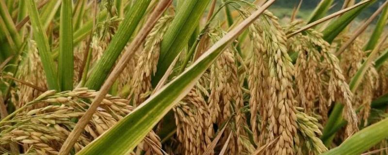 美谷2号水稻种子介绍，该品种株型紧束