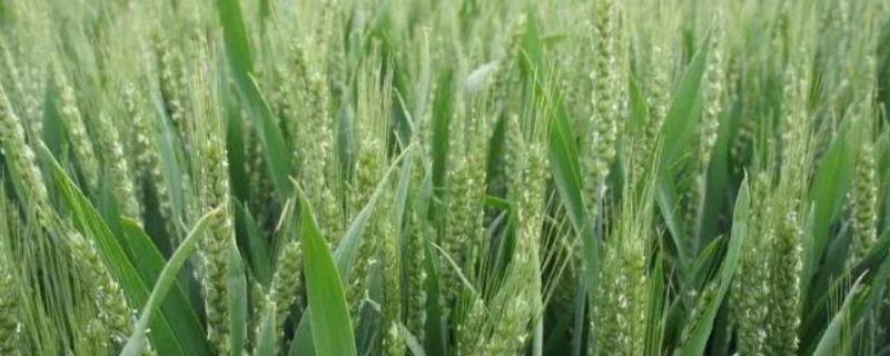 扬糯麦2号小麦种子介绍，适期播种每亩基本苗16万左右