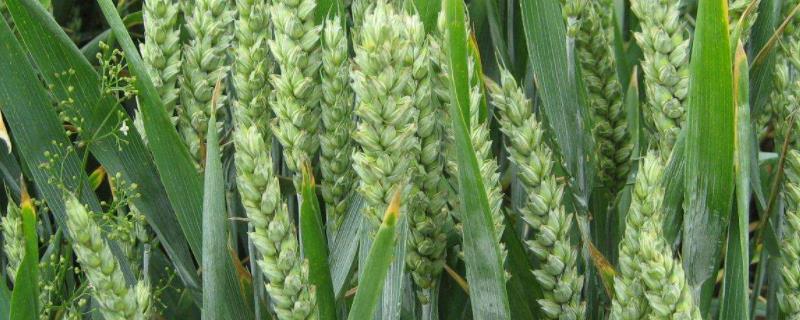 隆麦30小麦种子介绍，春性小麦品种