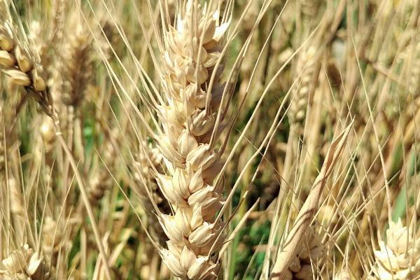 隆麦30小麦种子介绍，春性小麦品种