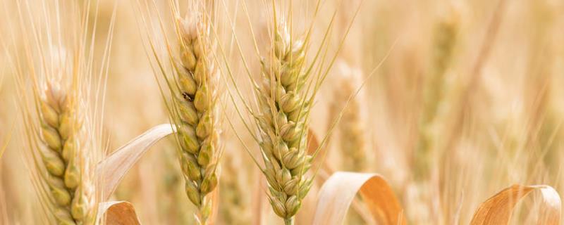 华麦16小麦种子特征特性，每亩有效穗40.9万