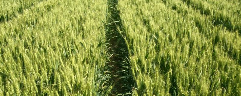 农麦177小麦种子介绍，半冬性小麦品种